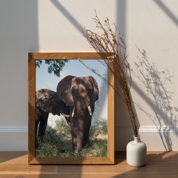 2 olifanten fotoprint