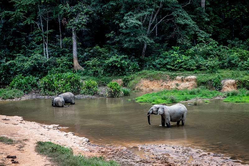 olifanten-duurzaam-natuur0fsc
