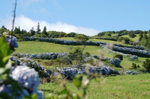 Wild Hydrangeas,Azores