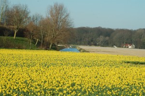 Daffodils in Vogelzang