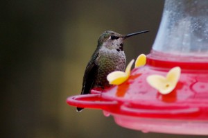 wintering Hummingbird at Lisa's home.