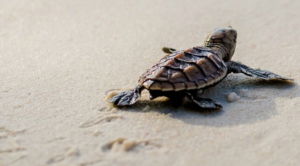Schildpad-turtle-speed-up-your-website