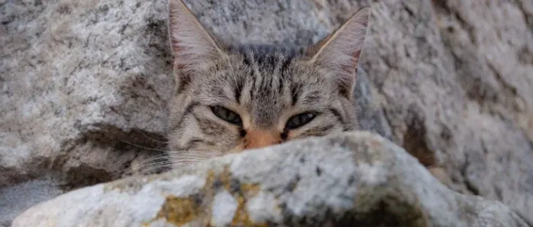 Photo of almost invisible cat. Thanks to Veronica Reverse on Unsplah