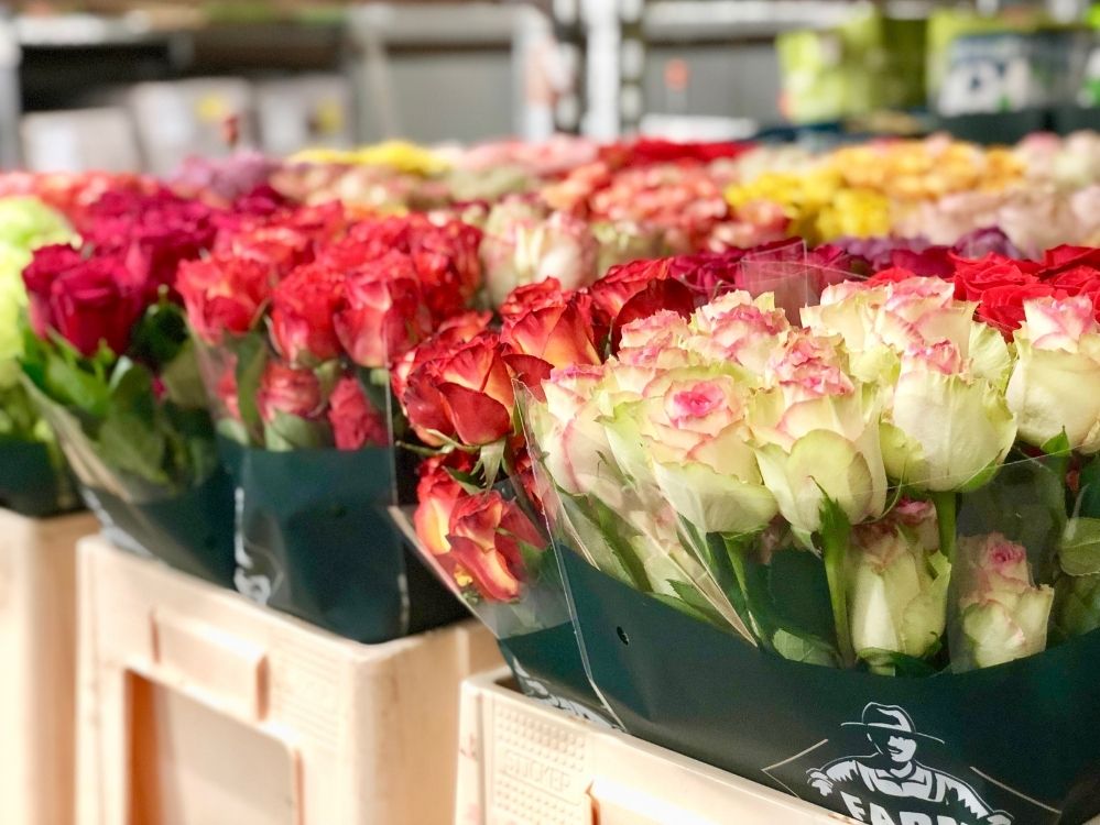 Frische Rosen aus Ecuador Farm Direct