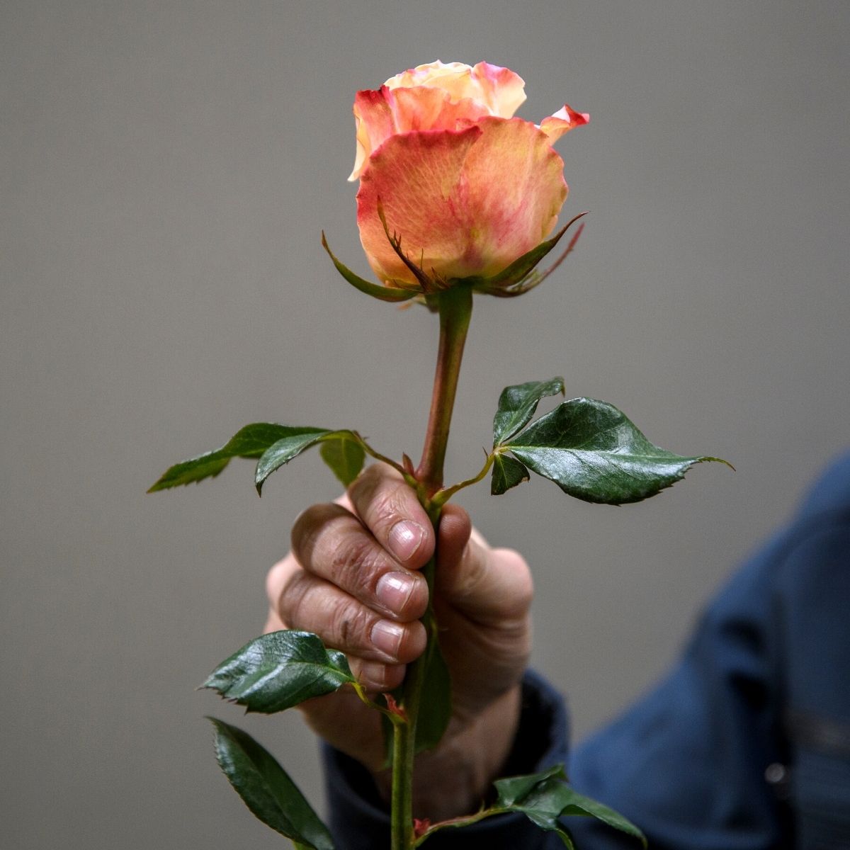 Frische Rosen aus Ecuador - Farm Direct - die koningin der rosen