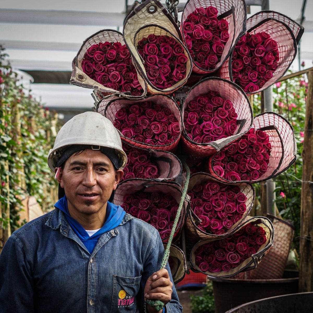 Frische Rosen aus Ecuador- Farm Direct - Klare herkunft