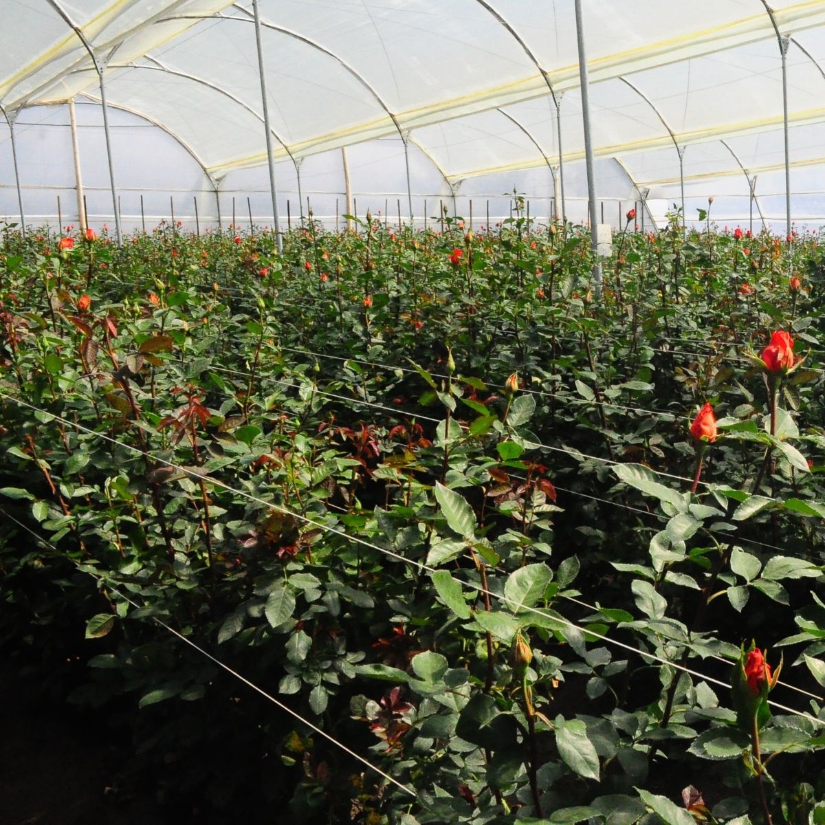 Frische Rosen aus Ecuador- Farm Direct - Nachhaltigem Anbau
