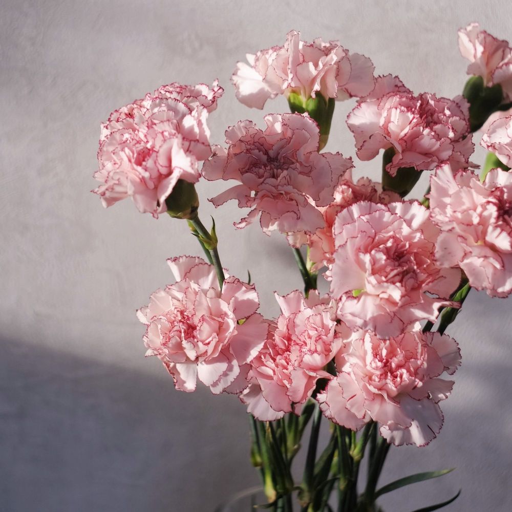 Farm Direct Nelken Dianthus Farm Direct Nelken Dianthus