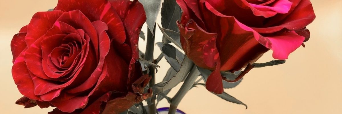 Hybrid Tea Roses by Interplant Roses
