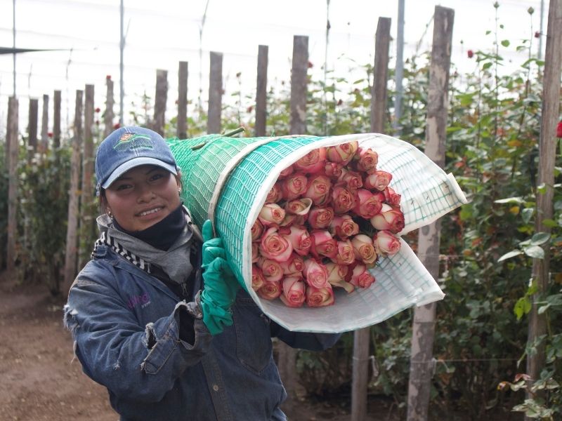 How sustainable is rose from Ecuador Farm Direct copy