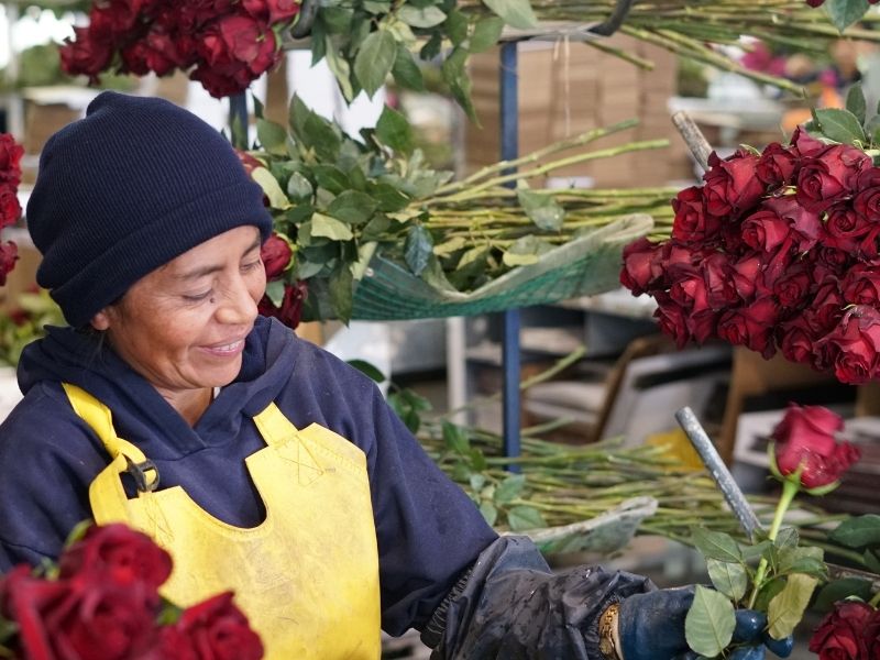 Sustainability Ecuadorian Roses