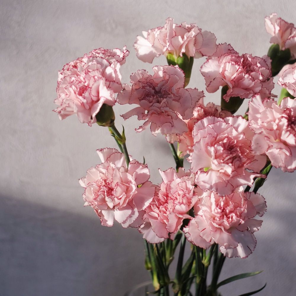 Farm Direct Carnations Dianthus