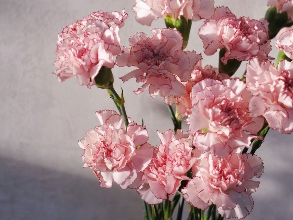  Premium carnations from Colombia