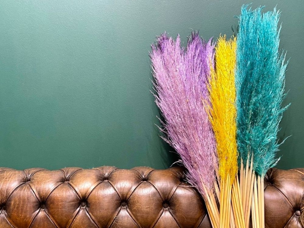 Premium Pampas grass Premium Pampas grass