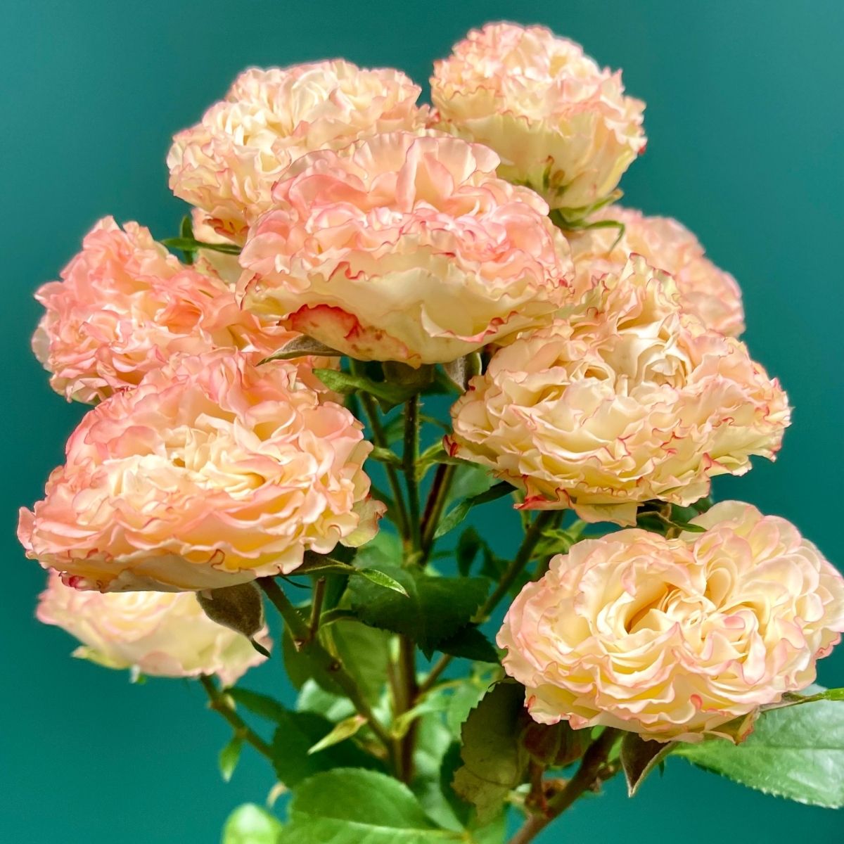 Farm Direct Roses Ramifiés De Luxe