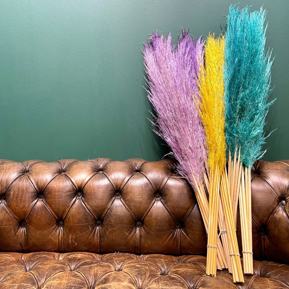 Farm Direct Cortaderia Pampasgras Farm Direct Cortaderia Pampasgras