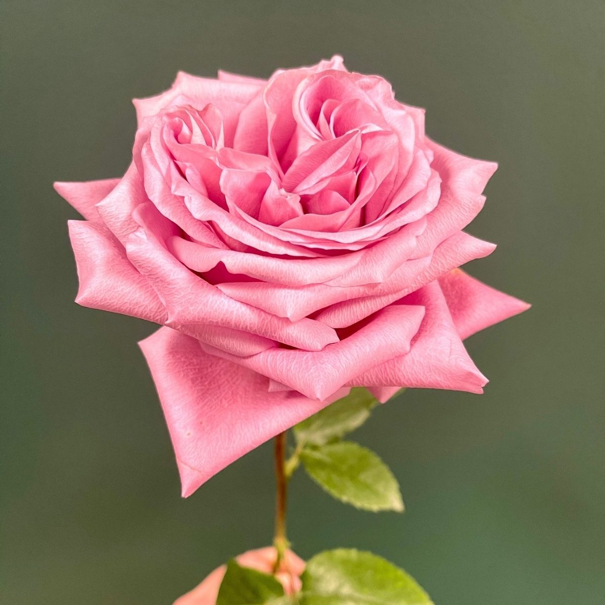 Farm Direct Premium verse rozen uit Ecuador