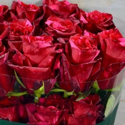 Red Panther Rose Red Panther Rose