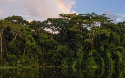 Farm Direct steunt ‘Selva: Vida Sin Fronteras’ om de regenwouden van het Amazonegebied te beschermen.