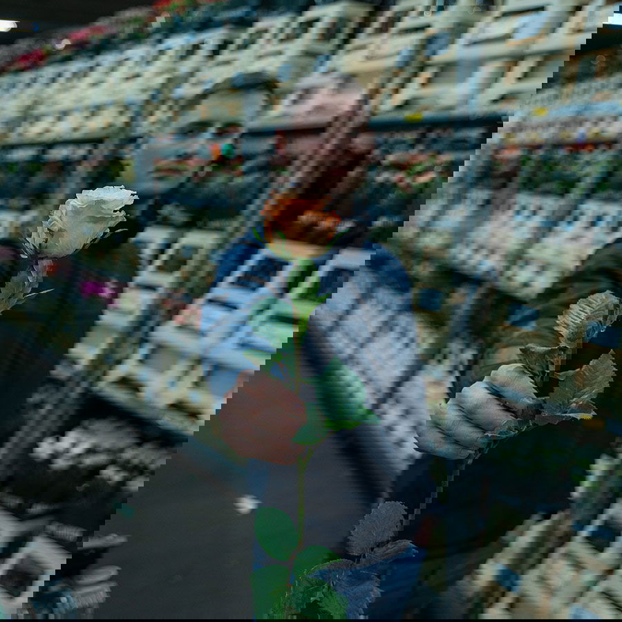 Groothandels voorraad ecuador rozen pre-order