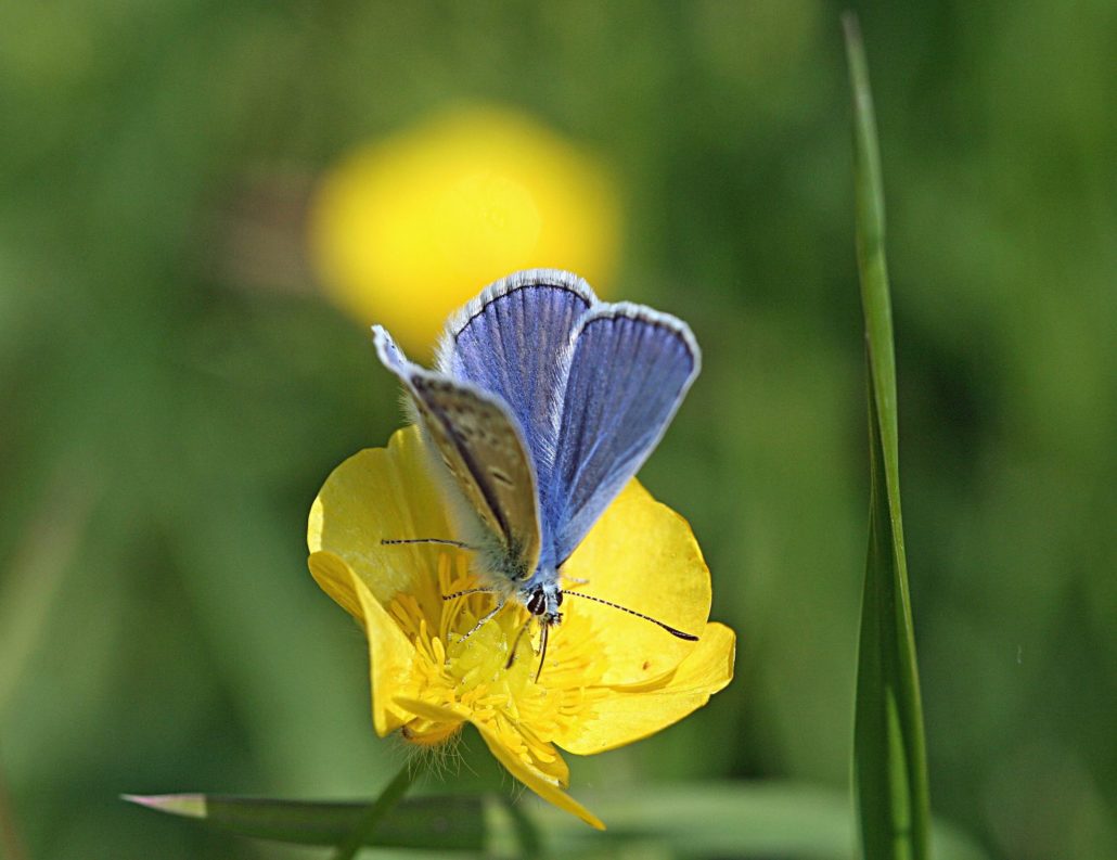 vlinder vlindertuin lemmer