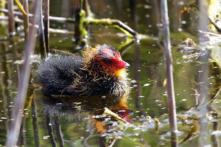 jonge meerkoet © Jan Tijsma