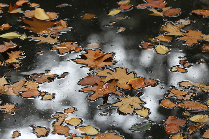 Herfst Jan Tijsma