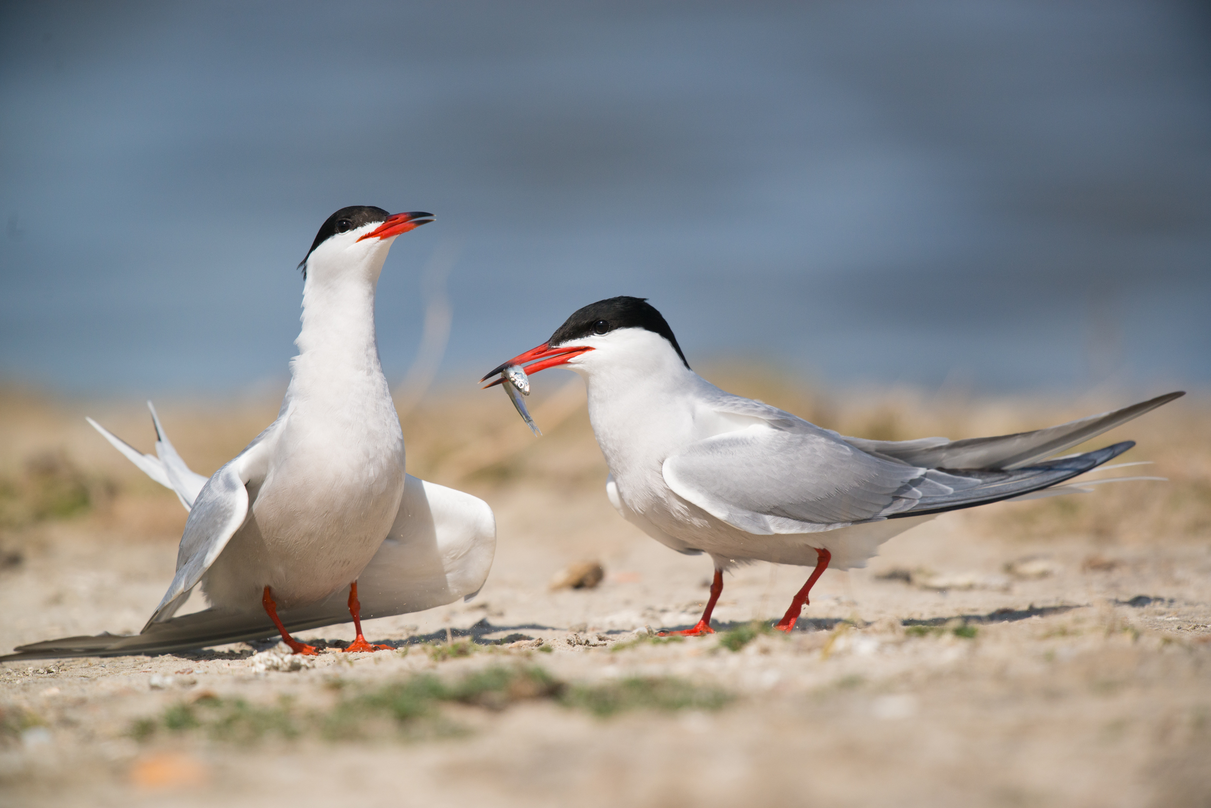 Expositie De Stern van Vogelbescherming bij Mar & Klif