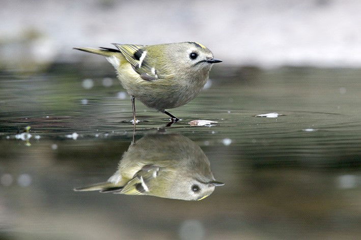 goudhaantje weerspiegeling ©