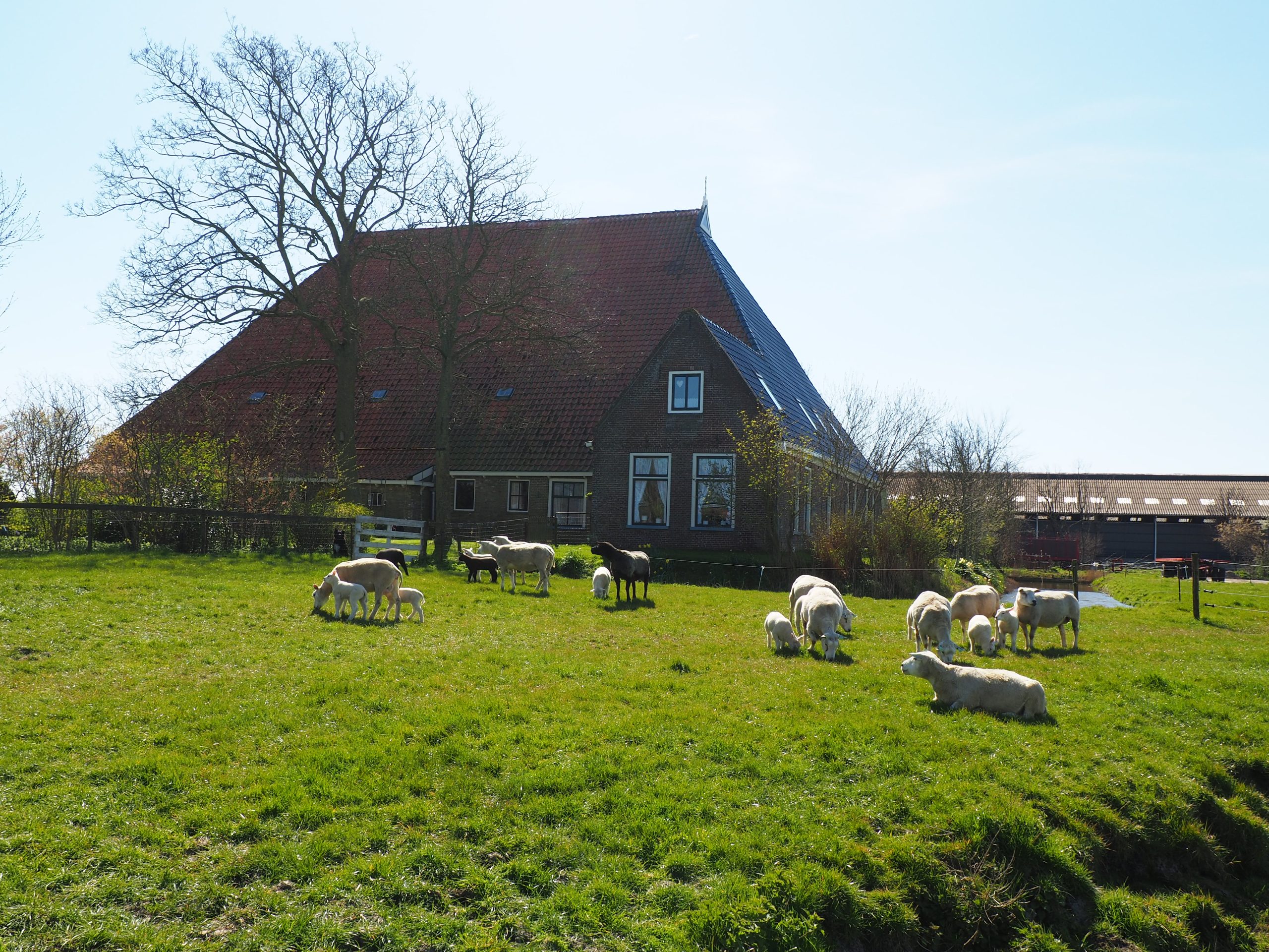 Excursie naar biologische boerderij ‘op Arkum’