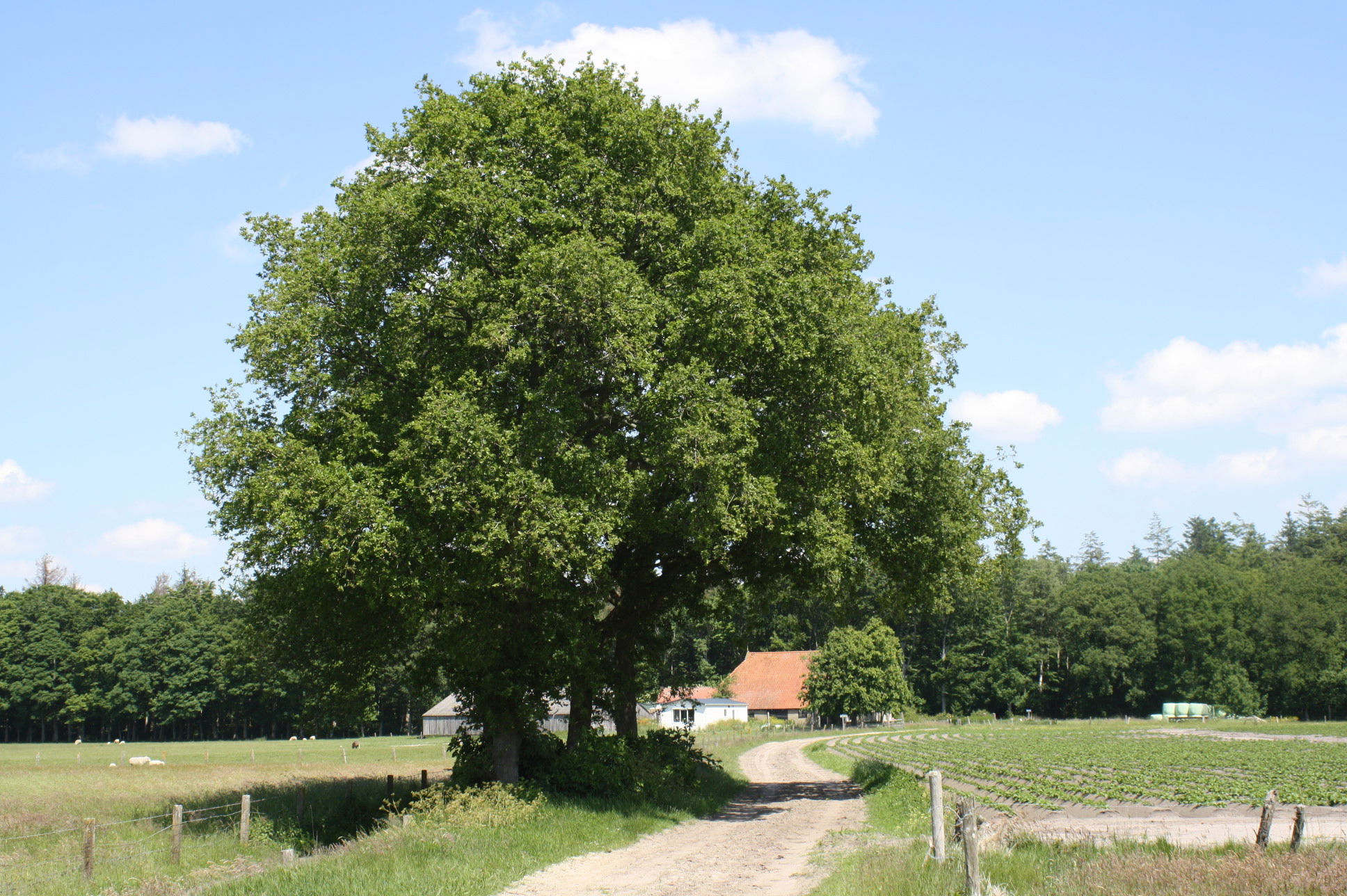 Cursus Bomen herkennen