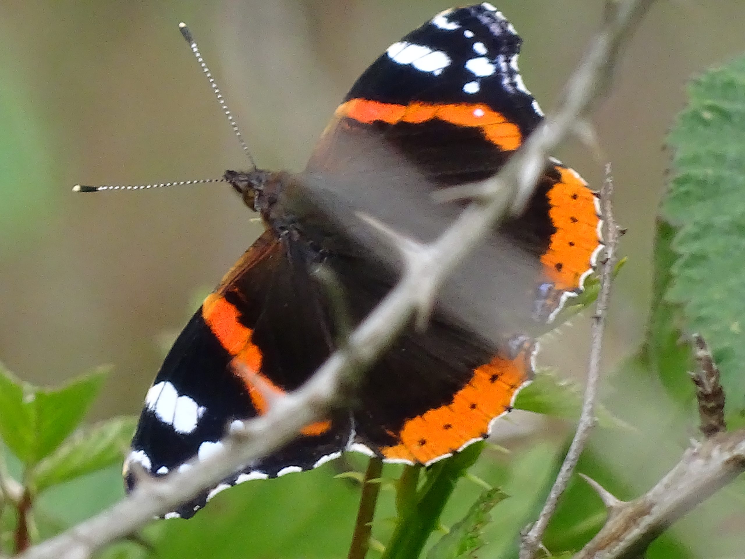 Vlinderexcursie Wyldemerk met vlinderkenner Adriaan Hol