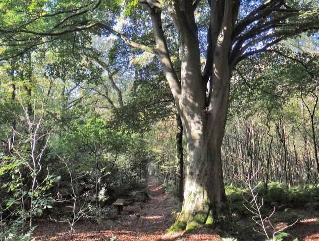 Mirns Klokkenstoel in voorjaar