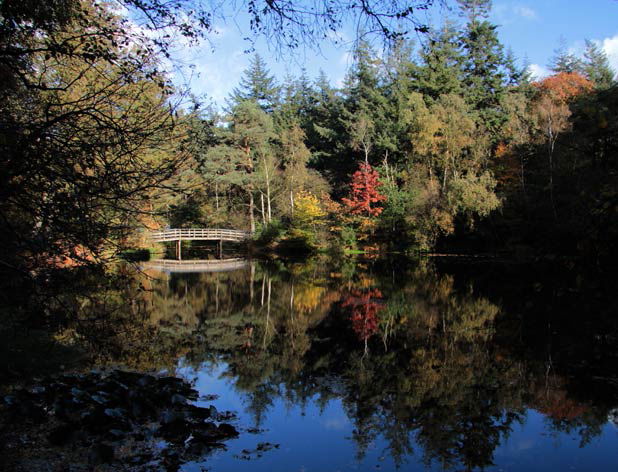 vijver bos elfbergen