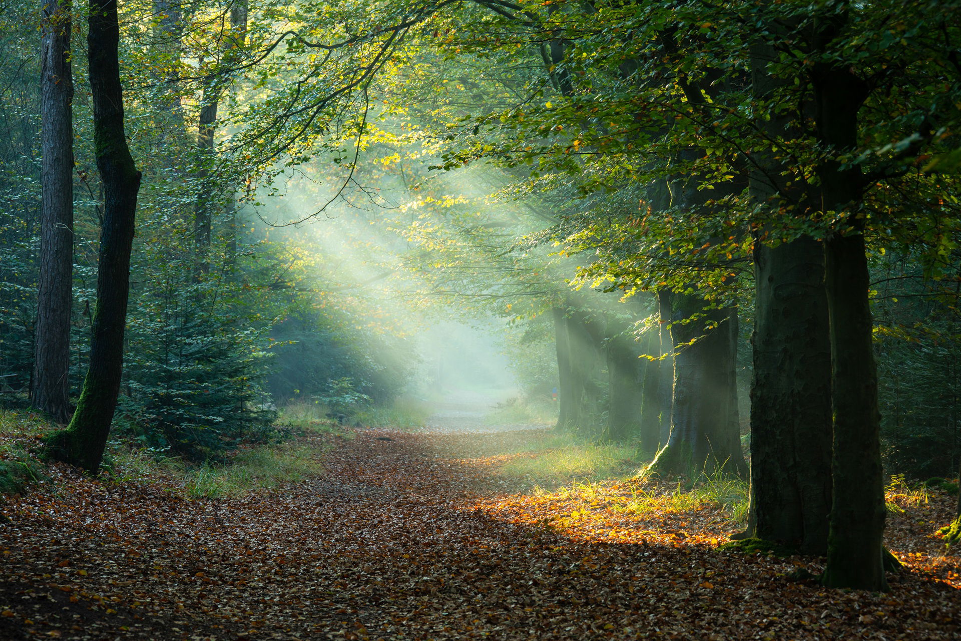 Excursie door het eeuwenoude Rysterbosk