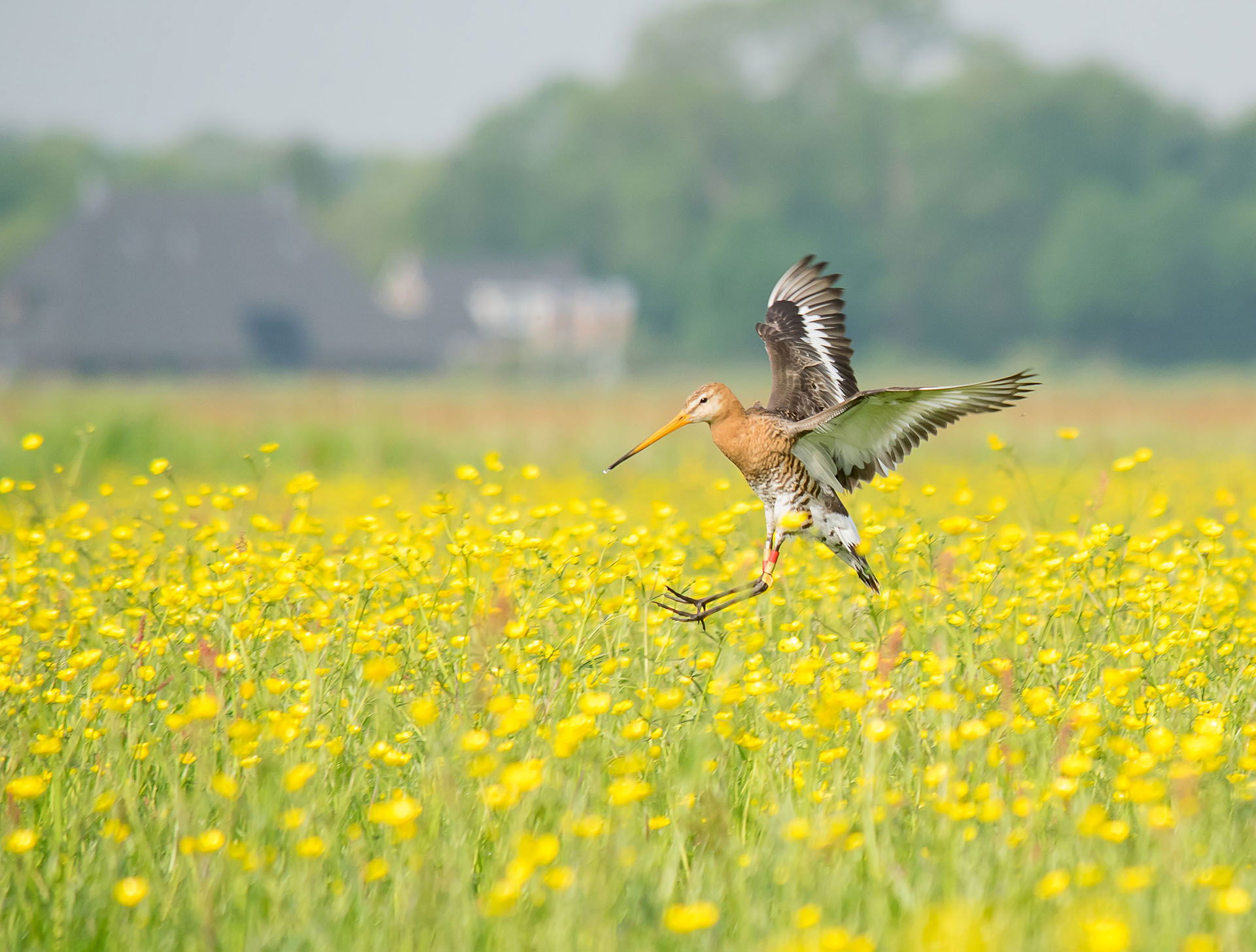 Lezing ‘Agrarisch natuur- en landschapsbeheer’ door Bianca Domhof