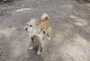 Dierendag! Dit jaar gaat Ziptone een stap verder en kiezen we voor een deepdive in customer experience. Of beter gezegd: in animal experience.