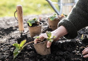 Op 28 november, Black Friday, is de klantenservice van Dille & Kamille gesloten en voor die dag omgedoopt tot ‘plantenservice’.
